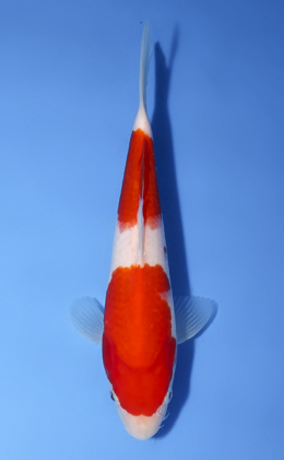 Kohaku - koi #x0819a032