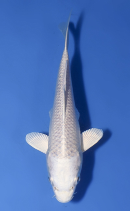 Platinum - koi #x0819a033