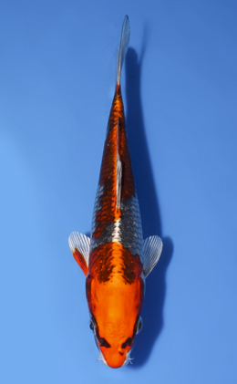 Kujyaku - koi #x0819a035