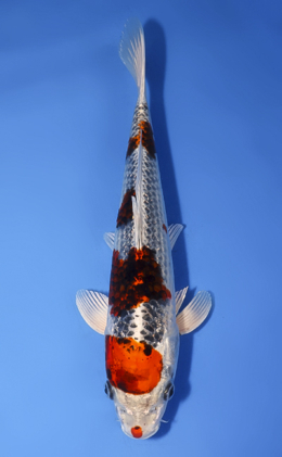 Ginrin Kujyaku - koi #x0819a038
