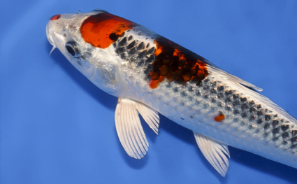 Ginrin Kujyaku - koi #x0819a038 - Side View A