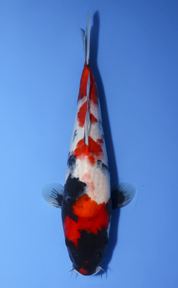 Showa - koi #x0819a040