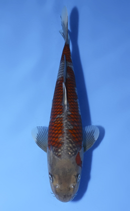 Ochibashigure - koi #x0819a043