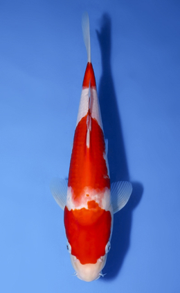 Kohaku - koi #x0819a044