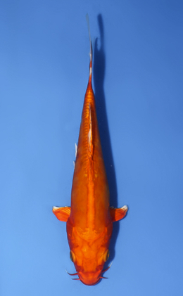 Hirenaga Doitsu Orange Ogon - koi #x0819a047