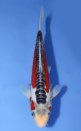 Shusui - koi #x0819a049