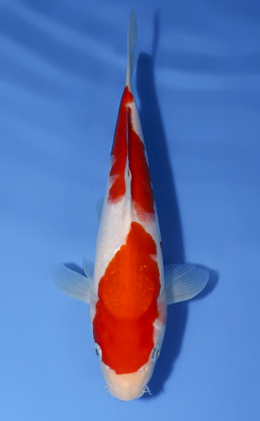 Kohaku - koi #x0819a050