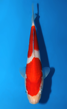 Kohaku - koi #x0820a001