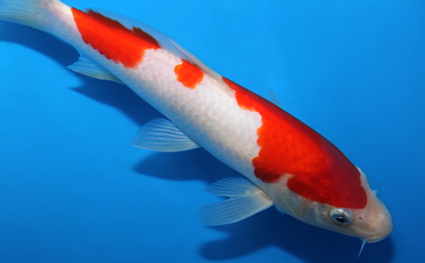 Kohaku - koi #x0820a004 - Side View A
