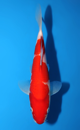 Kohaku - koi #x0820a005