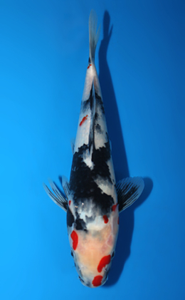 Showa - koi #x0820a006
