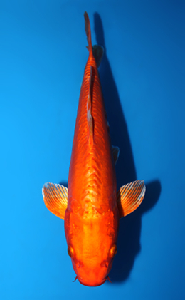 Doitsu Orange Ogon - koi #x0820a007