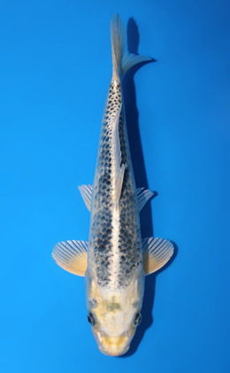 Kawari - koi #x0820a008