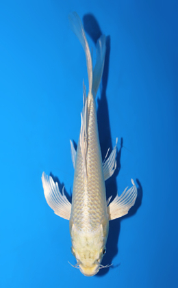 Hirenaga Platinum - koi #x0820a009