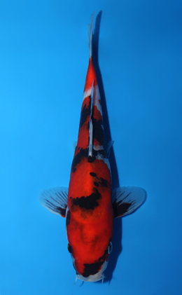 Showa - koi #x0820a012