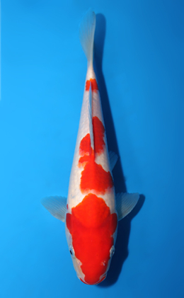 Kohaku - koi #x0820a013