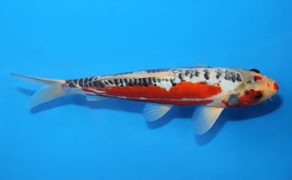 Shusui – koi #x0820a015 - Image 3