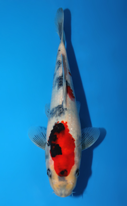 Showa - koi #x0820a016