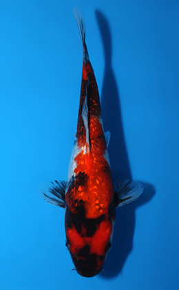 Ginrin Showa - koi #x0820a017