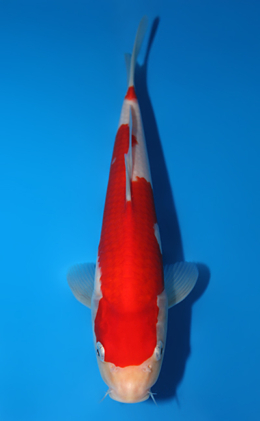 Kohaku - koi #x0820a019