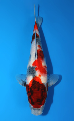 Showa - koi #x0820a020