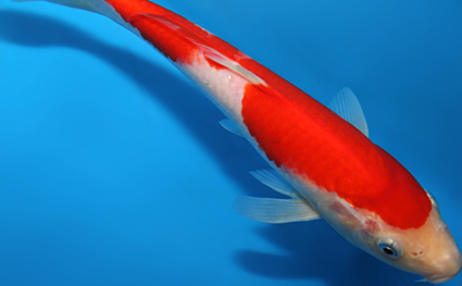 Kohaku - koi #x0820a023 - Side View A