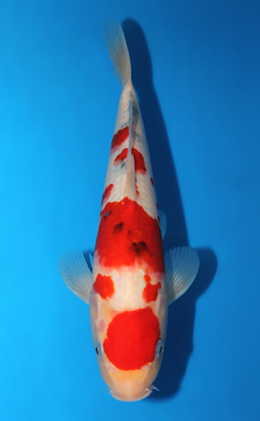 Taisho Sanke - koi #x0820a028