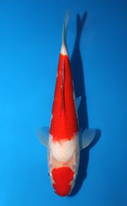 Kohaku - koi #x0820a029