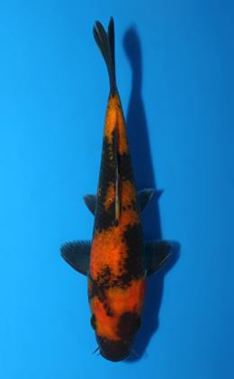 Hi Utsuri - koi #x0820a031