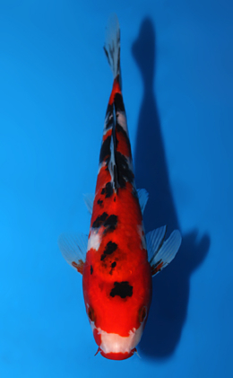 Showa - koi #x0820a032