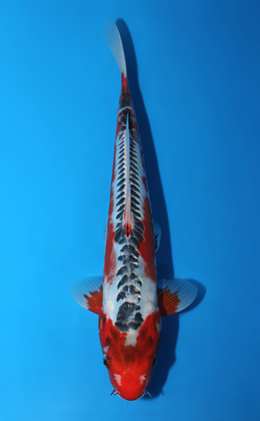 Shusui - koi #x0820a033