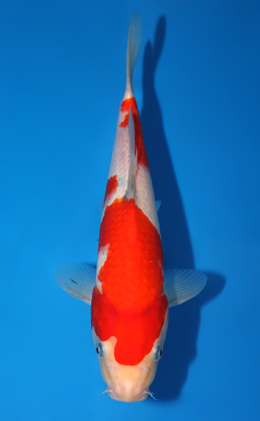 Taisho Sanke - koi #x0820a034