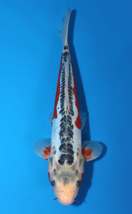 Shusui - koi #x0820a035