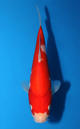 Kohaku - koi #x0820a036