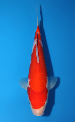 Kohaku - koi #x0820a037
