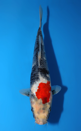 Showa - koi #x0820a038