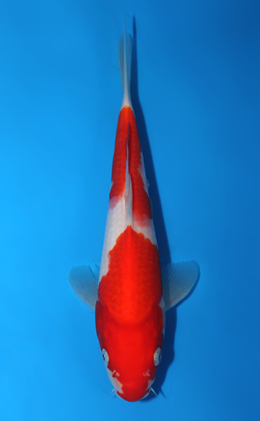 Kohaku - koi #x0820a039