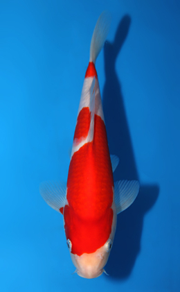 Kohaku - koi #x0820a040