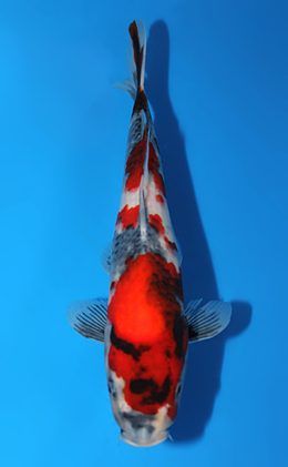 Showa - koi #x0820a042