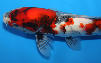 Showa - koi #x0820a042 - Side View A