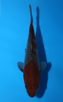 Ochibashigure - koi #x0820a044