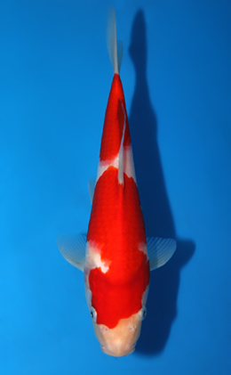 Kohaku - koi #x0820a048