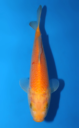 Karashi - koi #x0820a049