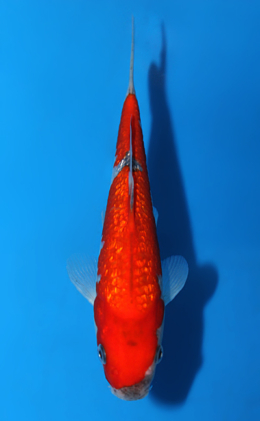 Ginrin Goshiki - koi #x0820a050