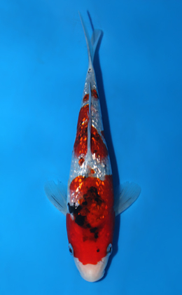 Ginrin Showa - koi #x0821a001