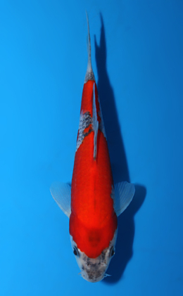 Goshiki - koi #x0821a002