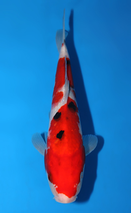 Taisho Sanke - koi #x0821a003