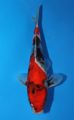 Showa - koi #x0821a006