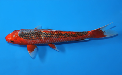 Asagi - koi #x0821a010 - Side View A
