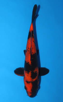 Hi Utsuri - koi #x0821a012